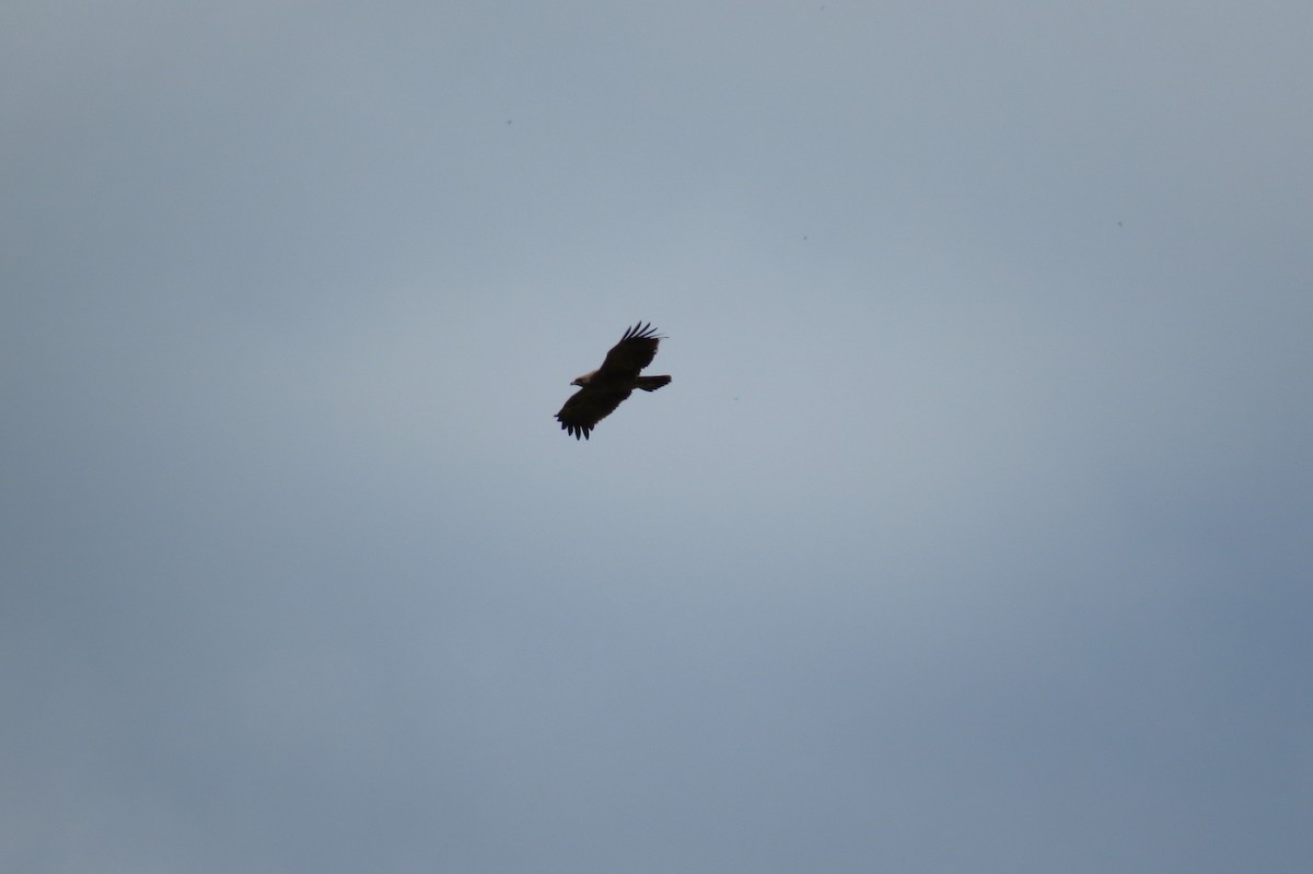 Lesser Spotted Eagle - ML218459061