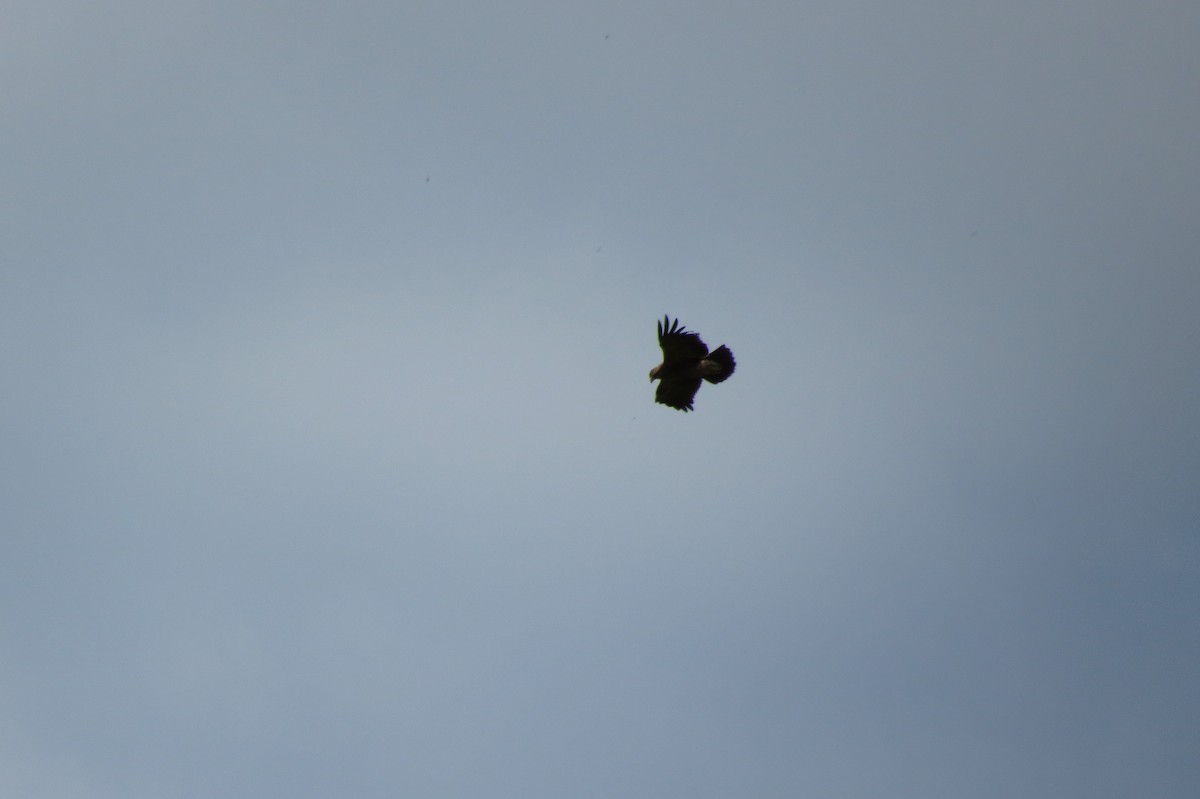 Lesser Spotted Eagle - ML218459151