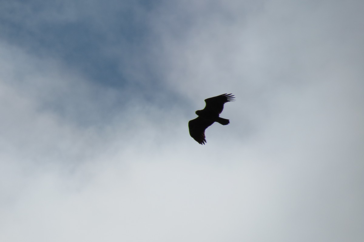 Lesser Spotted Eagle - ML218459311