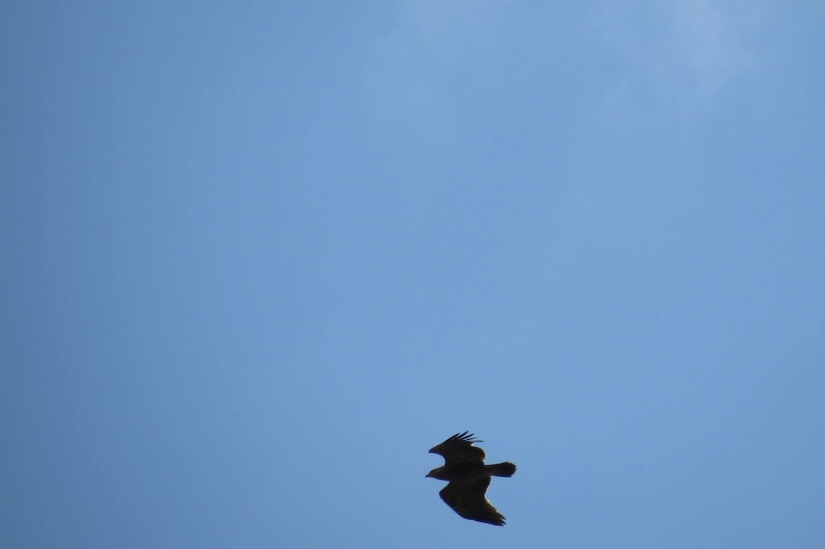 Lesser Spotted Eagle - ML218459391