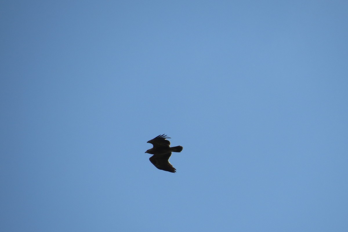 Lesser Spotted Eagle - ML218459481