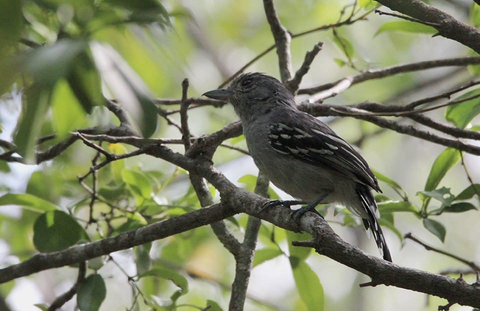 Sooretama Slaty-Antshrike - ML218460411