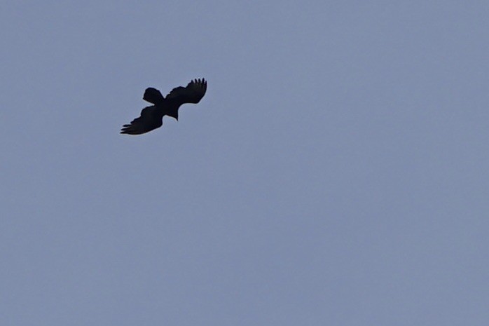 Common Raven - ML218460421