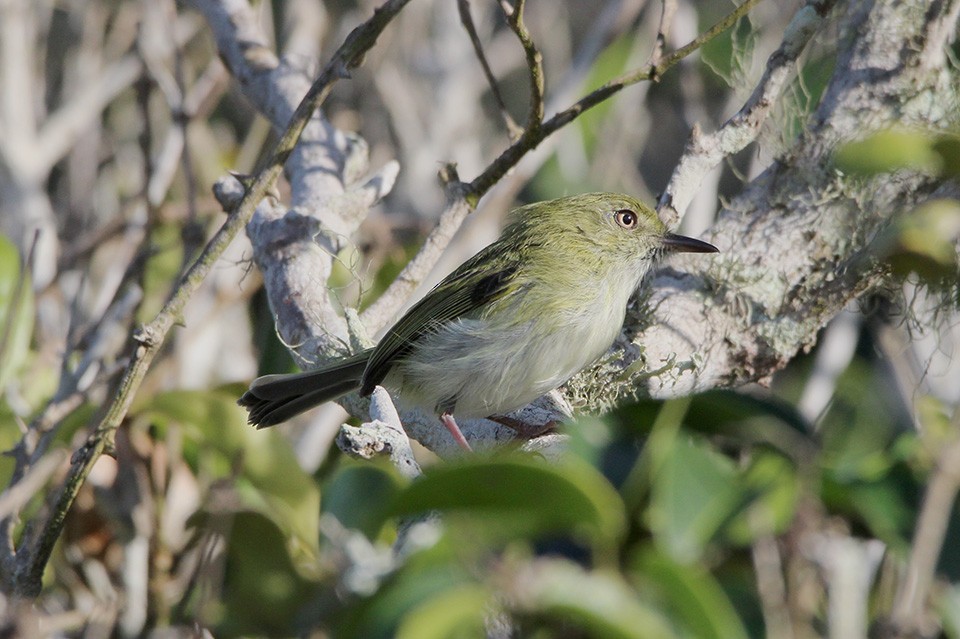 Hangnest Tody-Tyrant - ML218460441