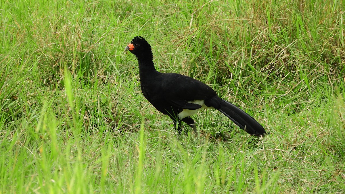 Black Curassow - ML218461001