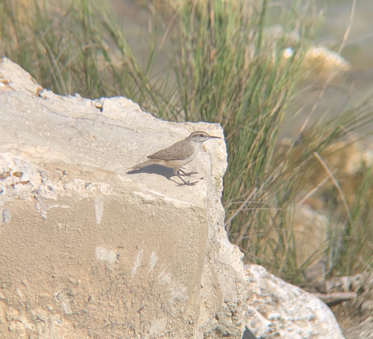 Rock Wren - ML218461871