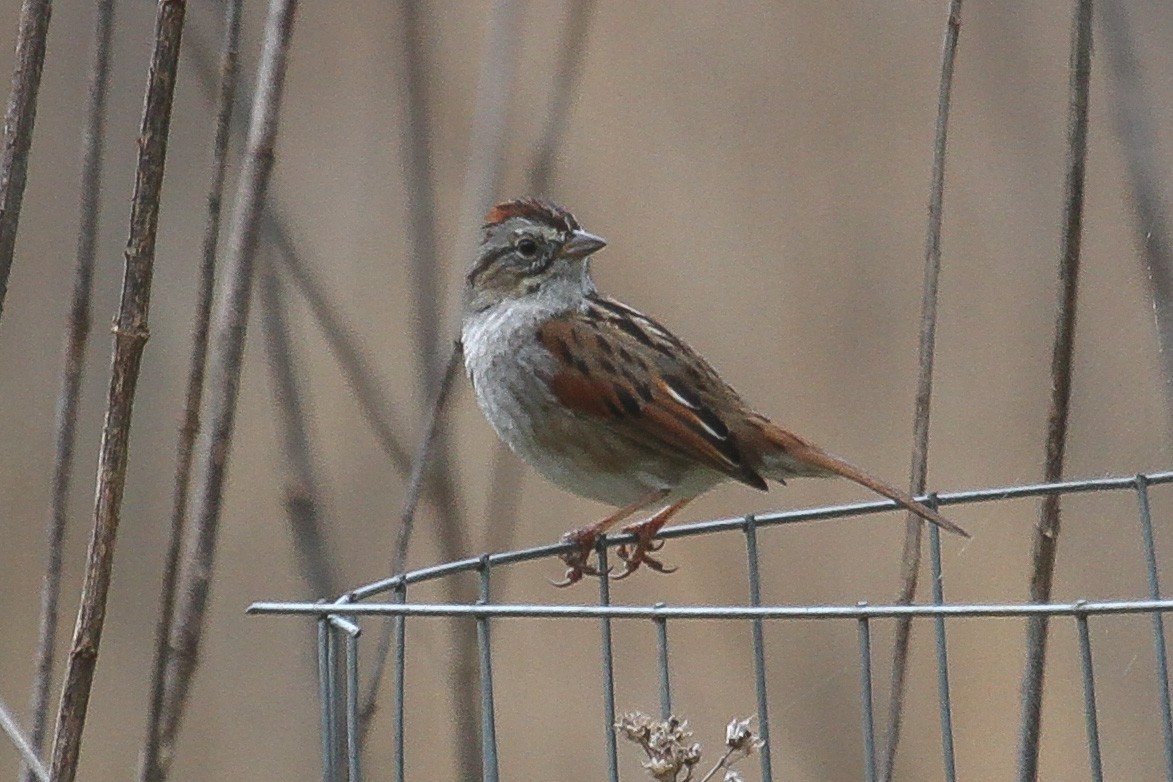 Swamp Sparrow - ML218461911