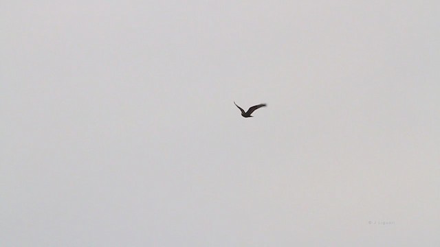 Rough-legged Hawk - ML218462161