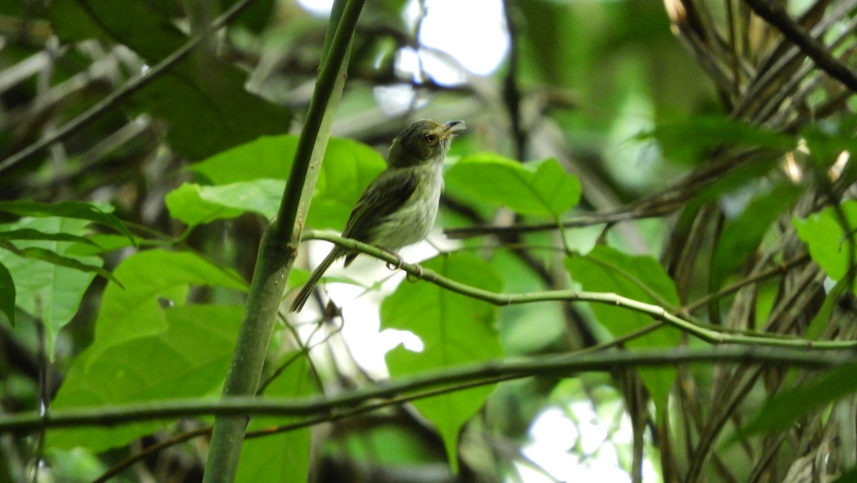 Helmeted Pygmy-Tyrant - ML218462251