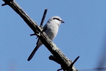 Northern Shrike - Lynne Hertzog