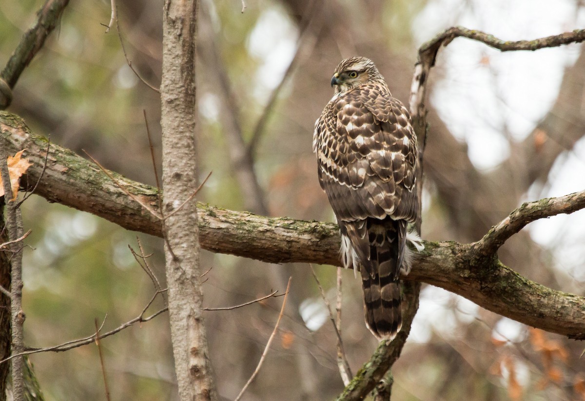 American Goshawk - Nicole  Watson