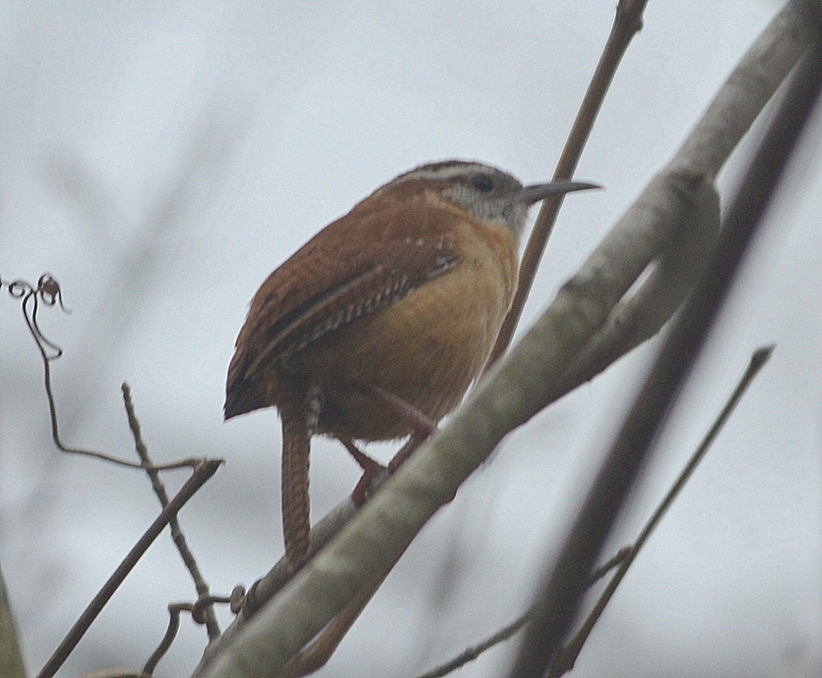 Carolina Wren - ML218462421