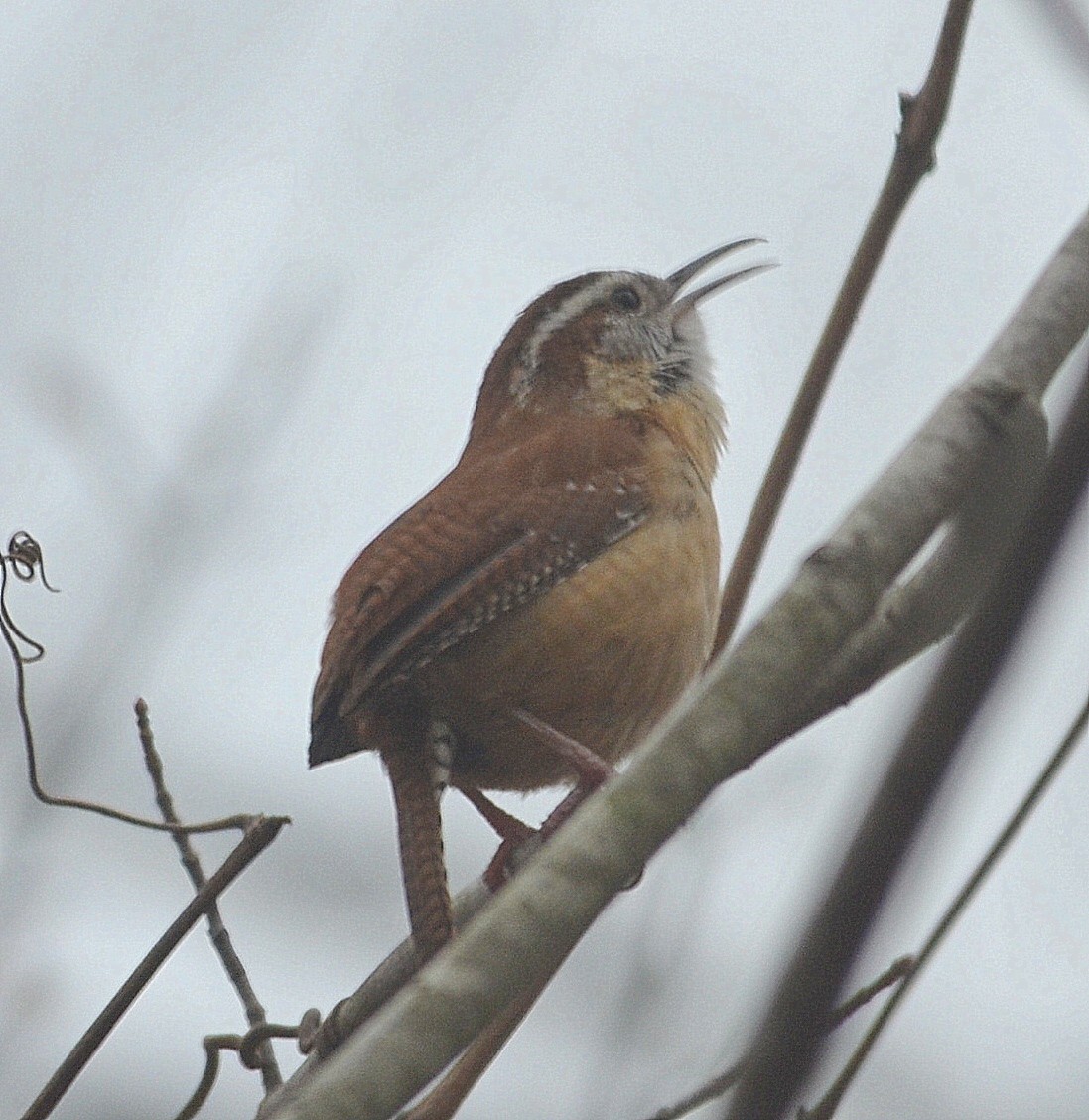 Carolina Wren - ML218462451