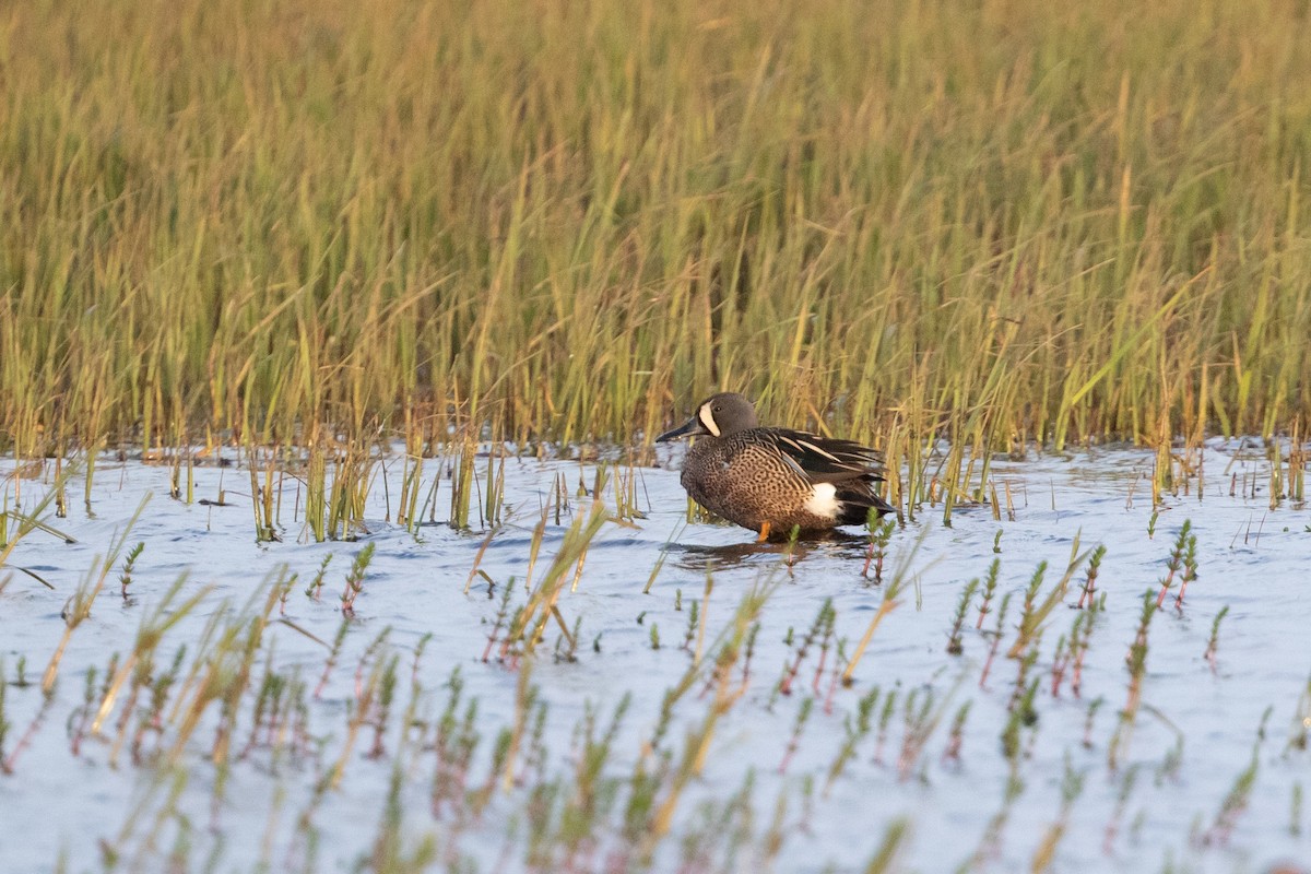 Blue-winged Teal - Cory Gregory