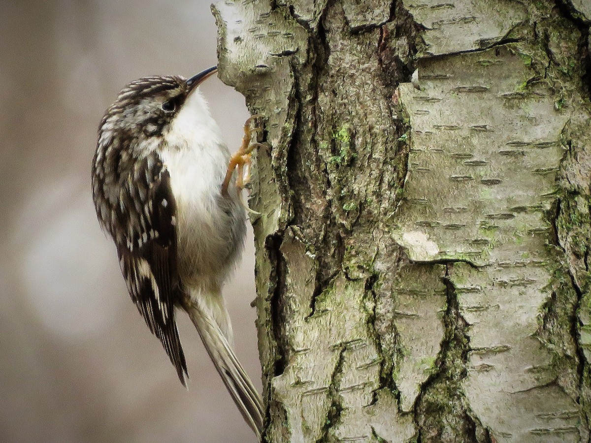 Brown Creeper - ML218462901