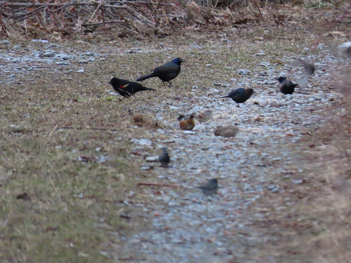 Spotted Towhee - ML218463011