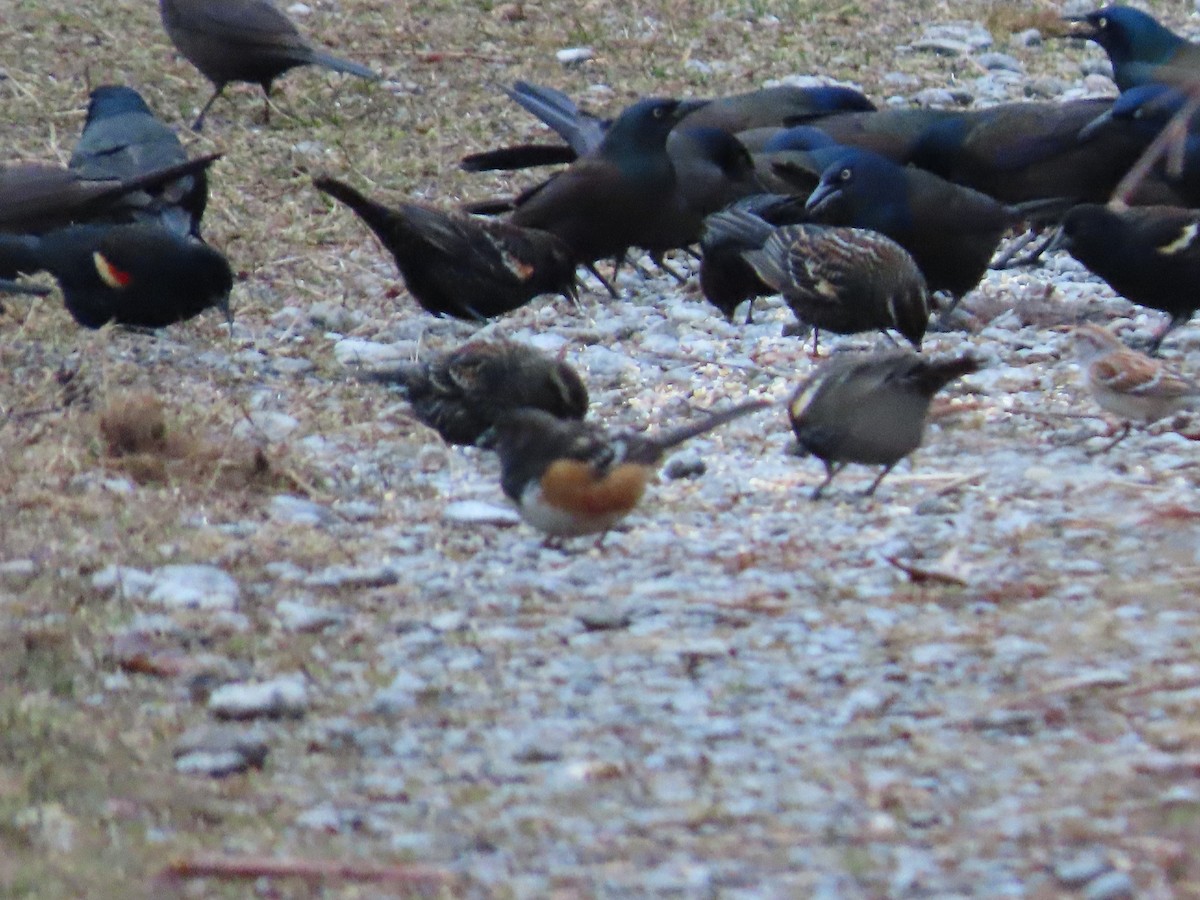 Spotted Towhee - ML218463431