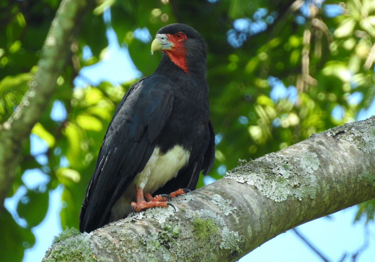 Red-throated Caracara - ML218465231