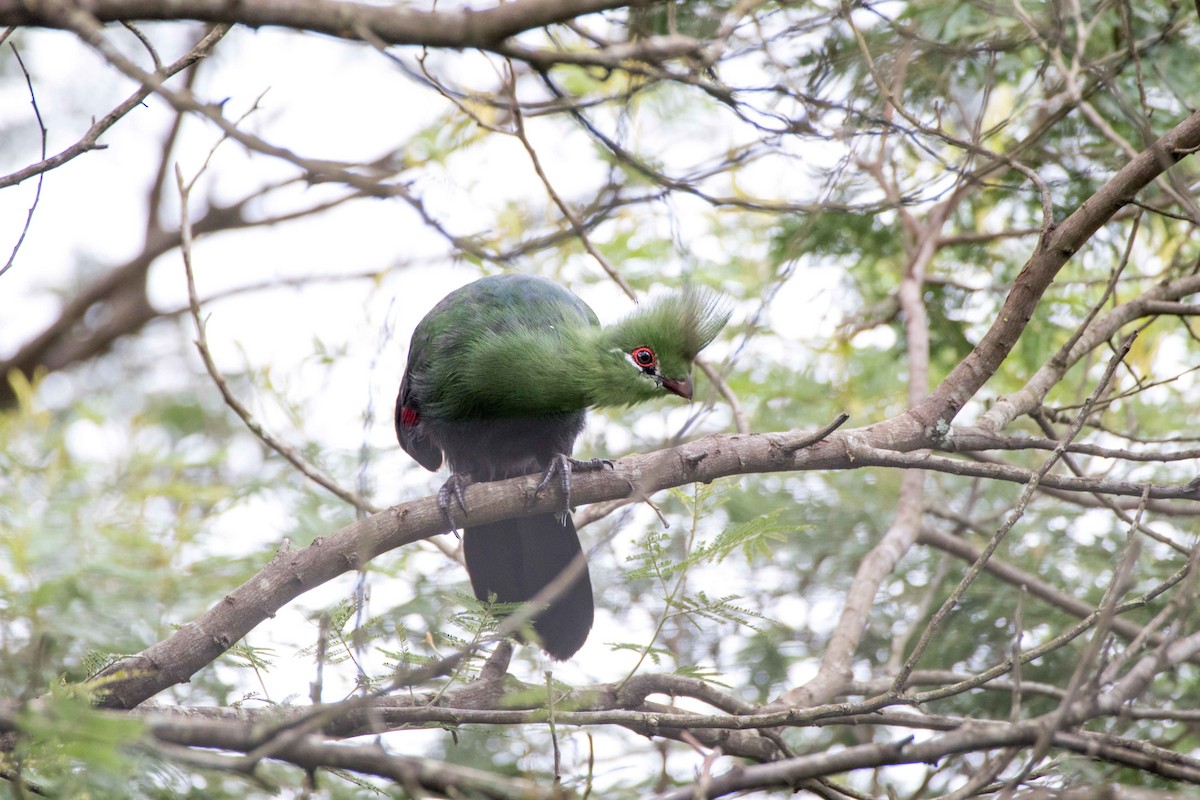 Helmturako - ML218465251