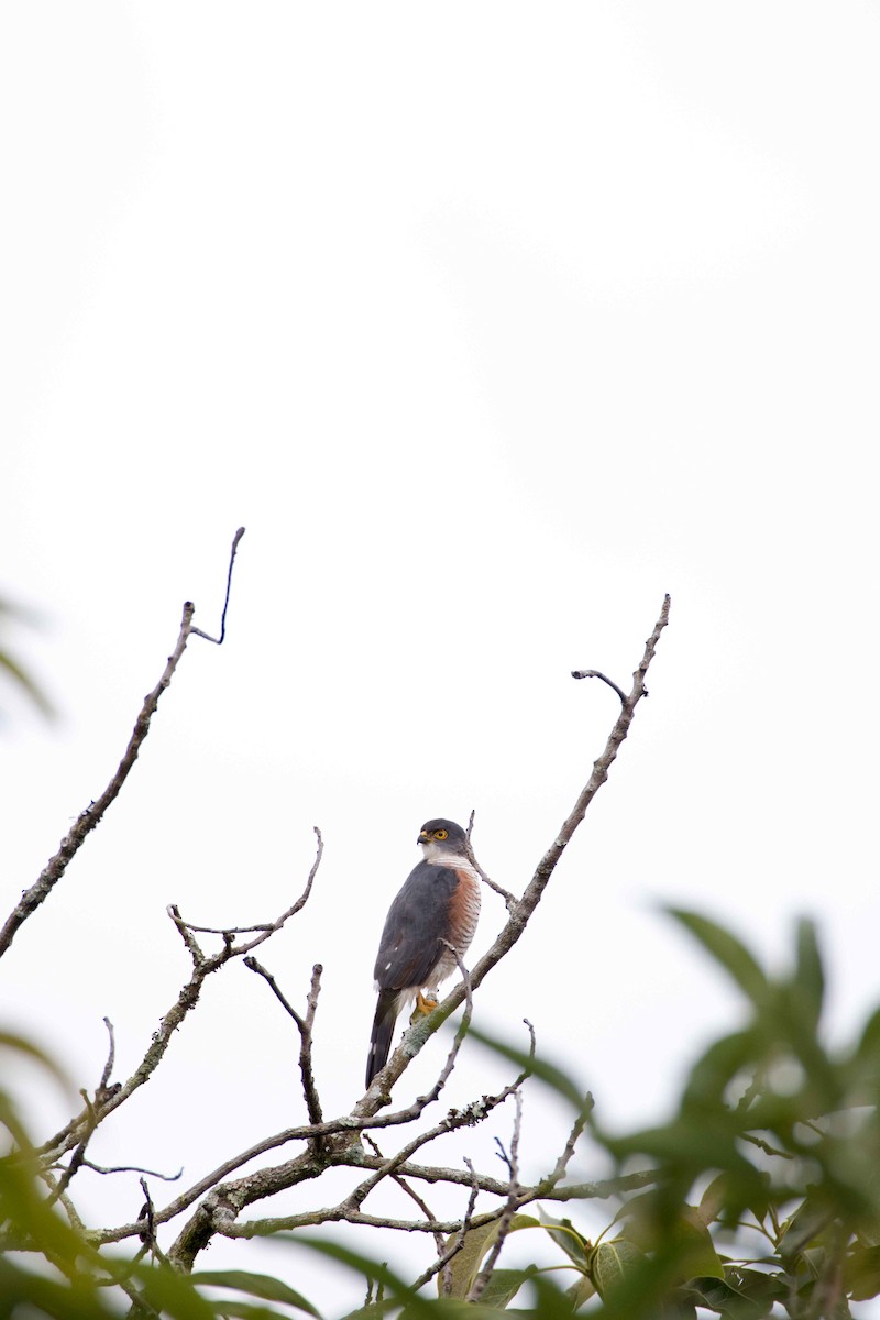 Zwergsperber - ML218465361