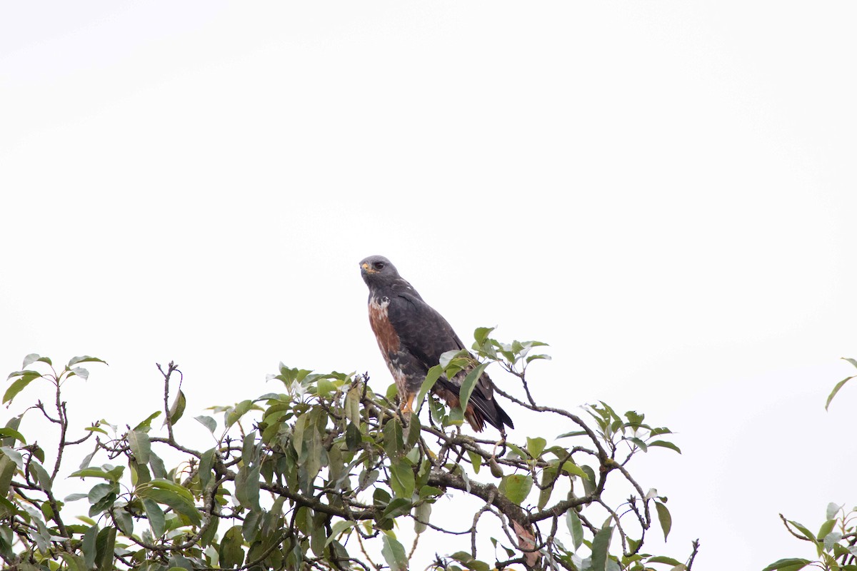 Felsenbussard - ML218465491