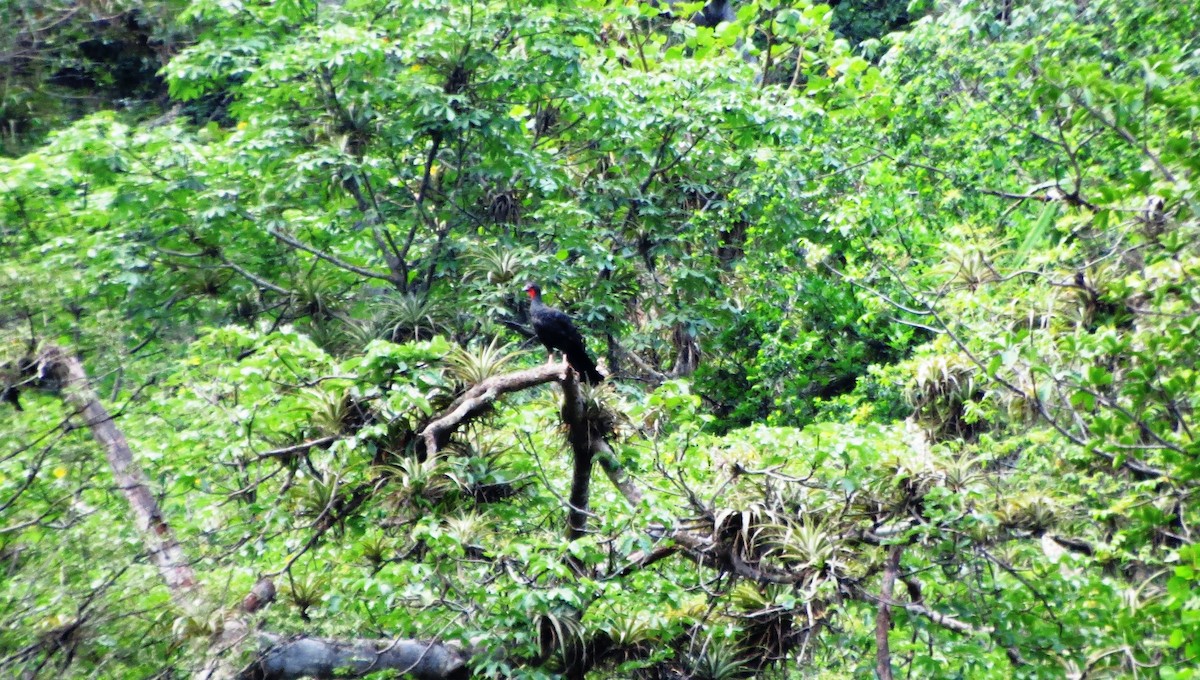 White-winged Guan - Fernando Angulo - CORBIDI