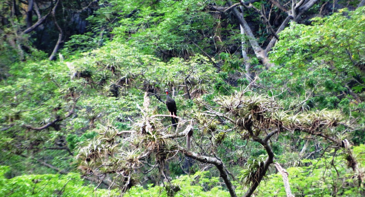 White-winged Guan - Fernando Angulo - CORBIDI