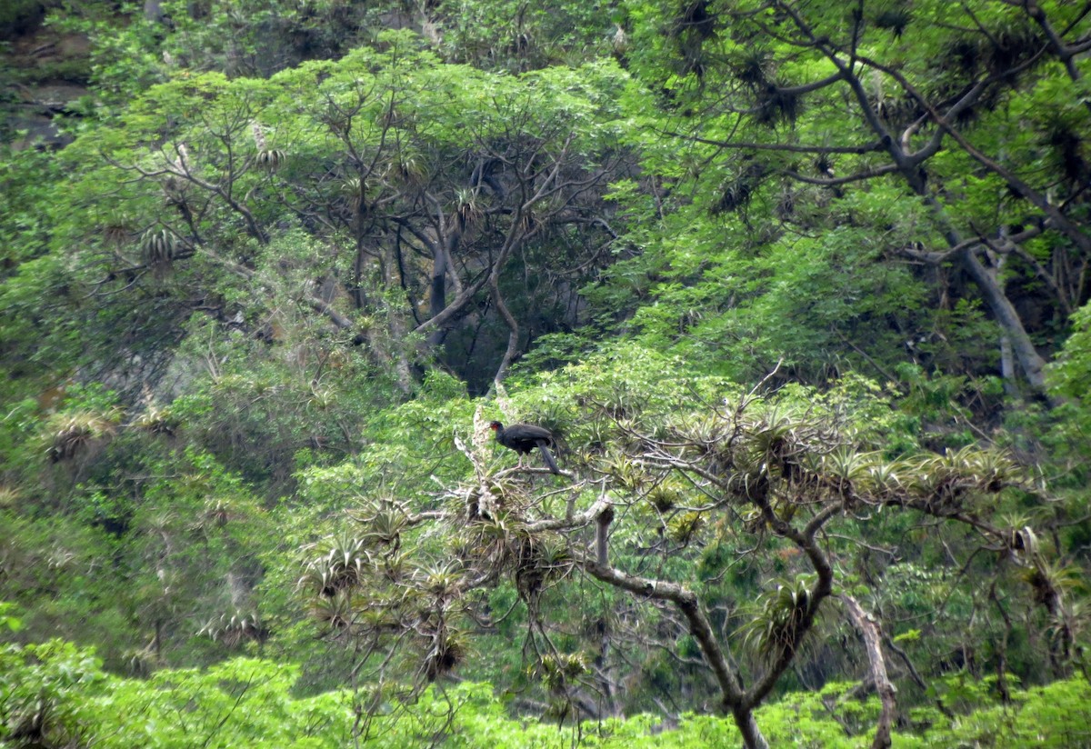 White-winged Guan - ML218466901