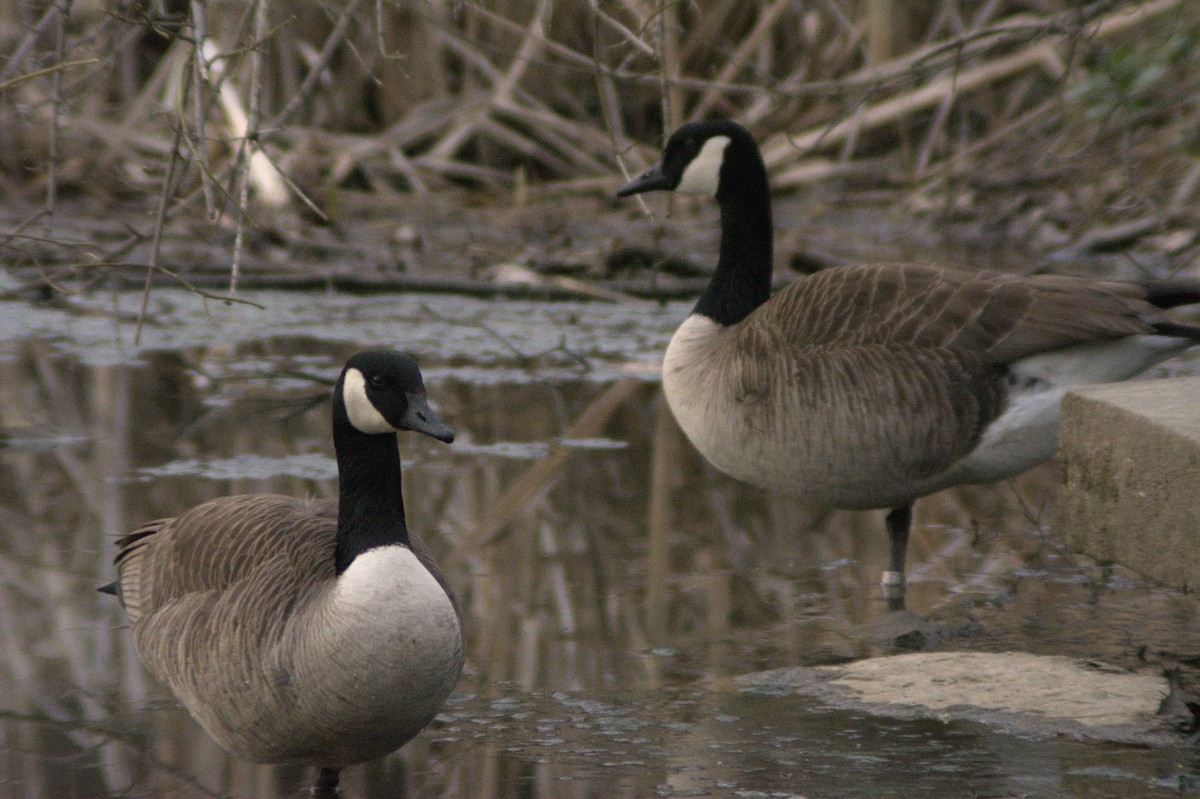 Canada Goose - ML218466921