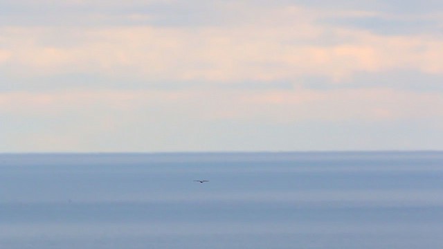 Rough-legged Hawk - ML218467201