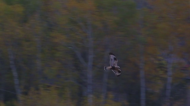 Rough-legged Hawk - ML218467521