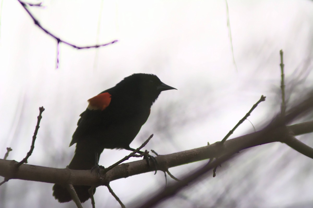 Red-winged Blackbird - Brian Vitunic