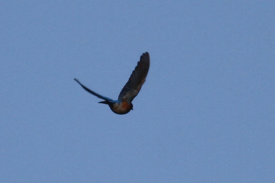 Western Bluebird - Ryan Terrill