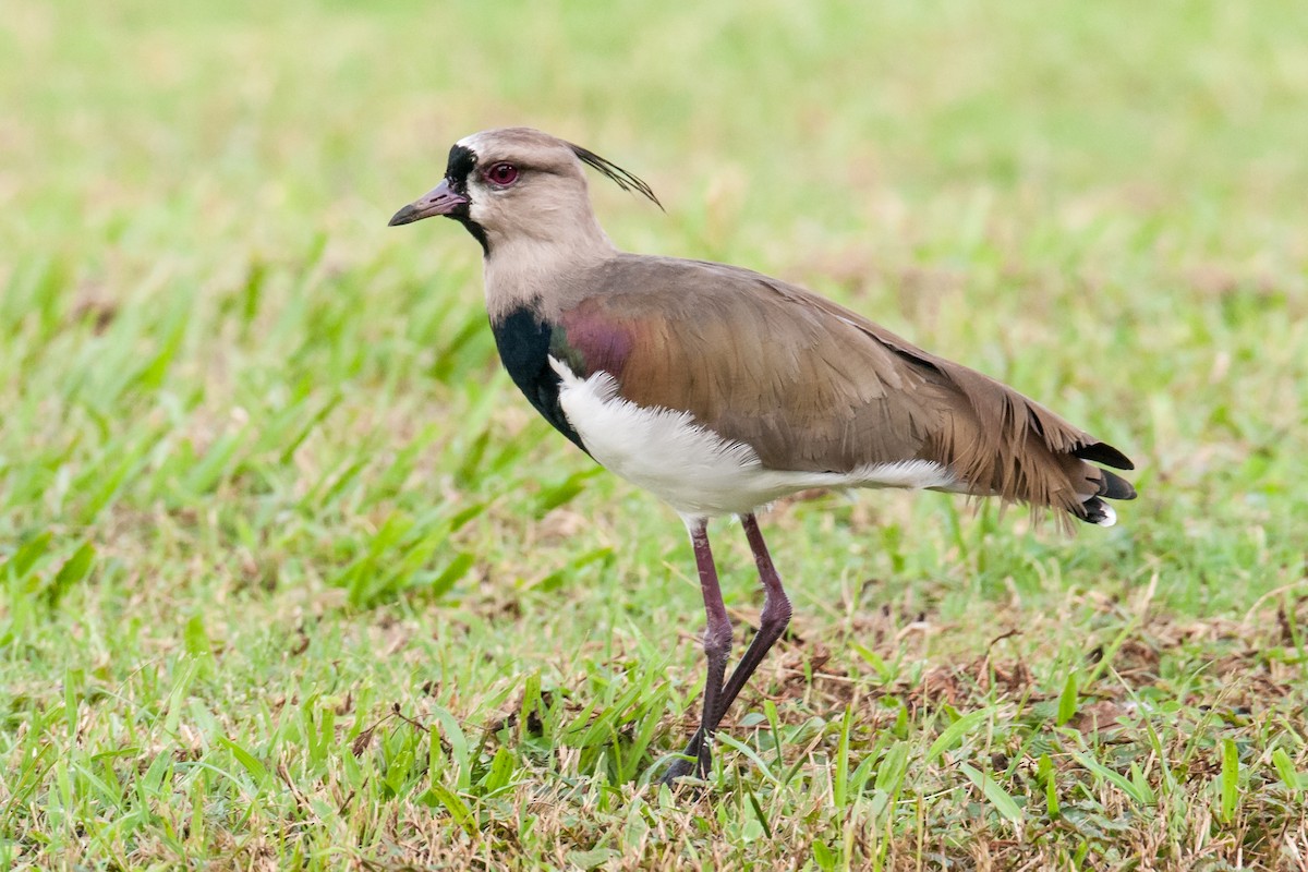 Southern Lapwing - ML218469301