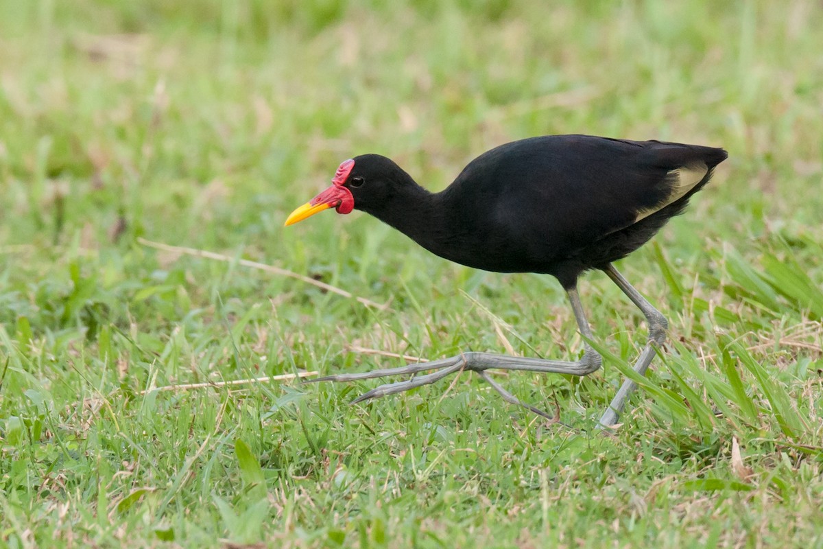 Wattled Jacana - Emily Turteltaub Nelson