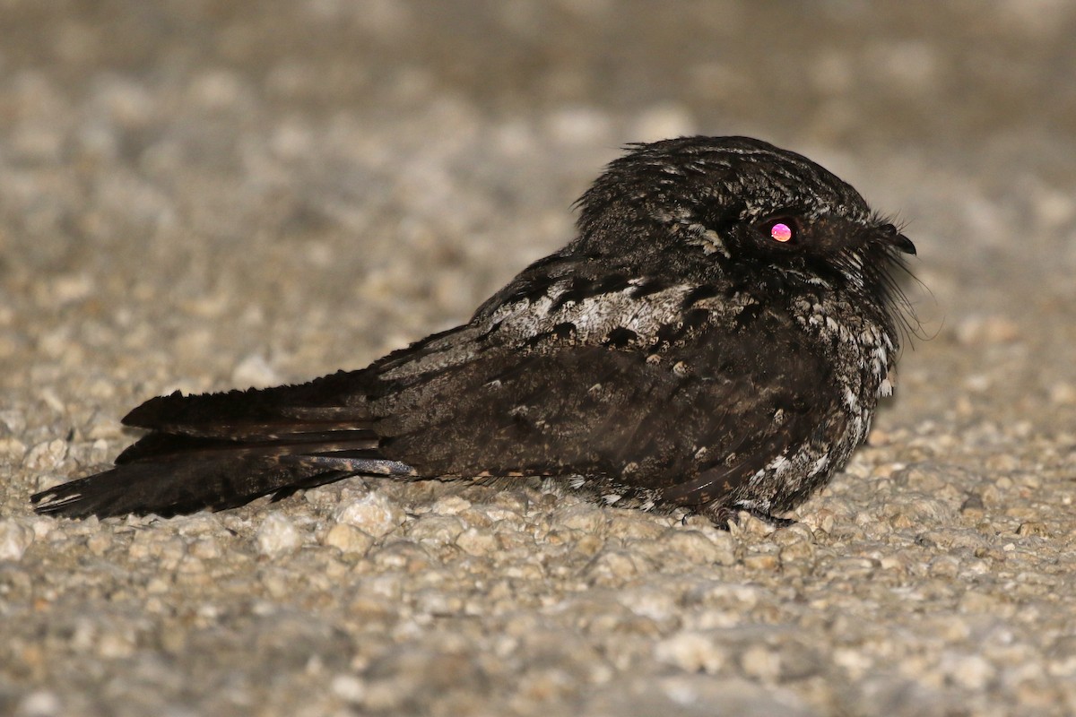 Cuban Nightjar - ML218469851