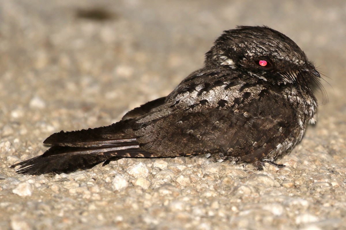 Cuban Nightjar - ML218469861