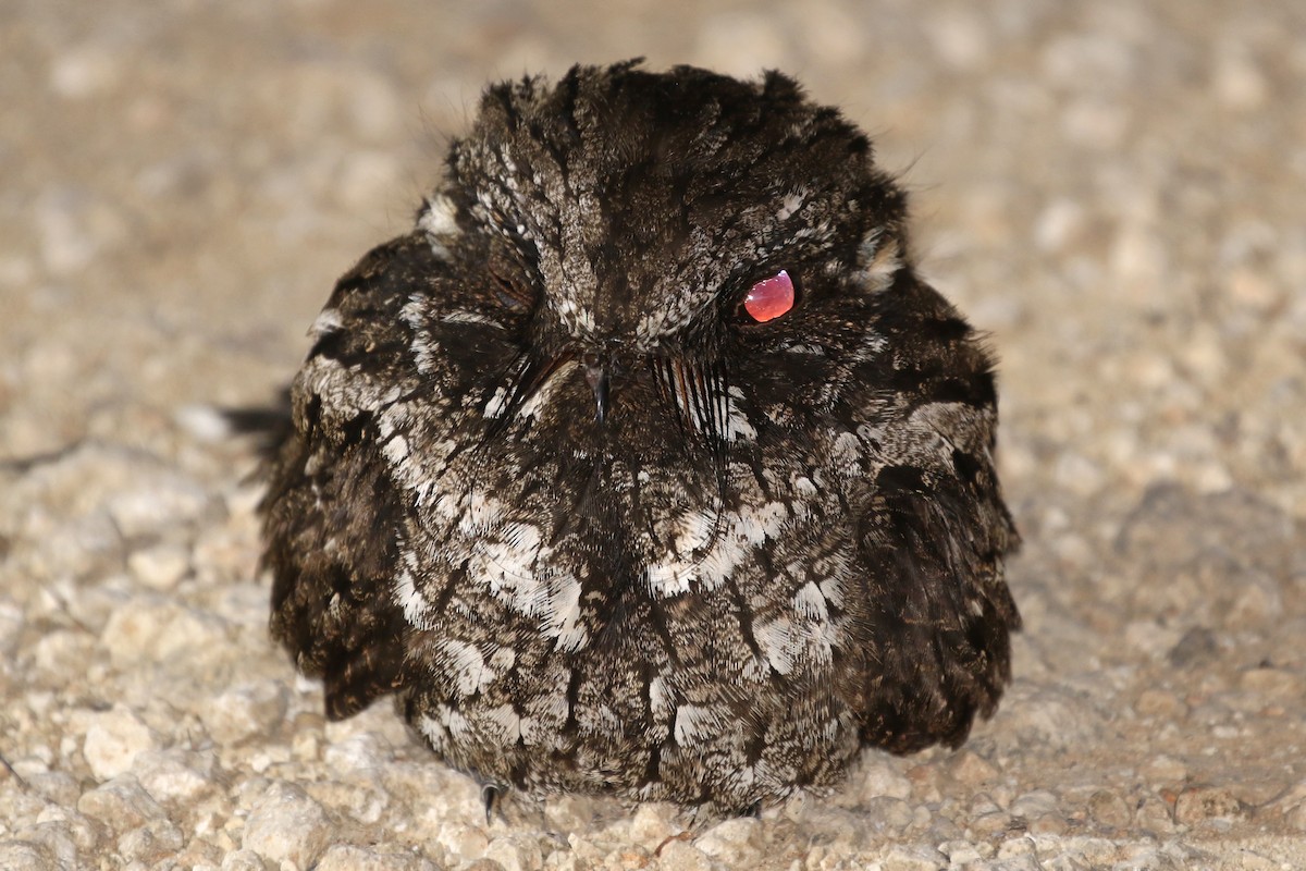 Cuban Nightjar - ML218469891