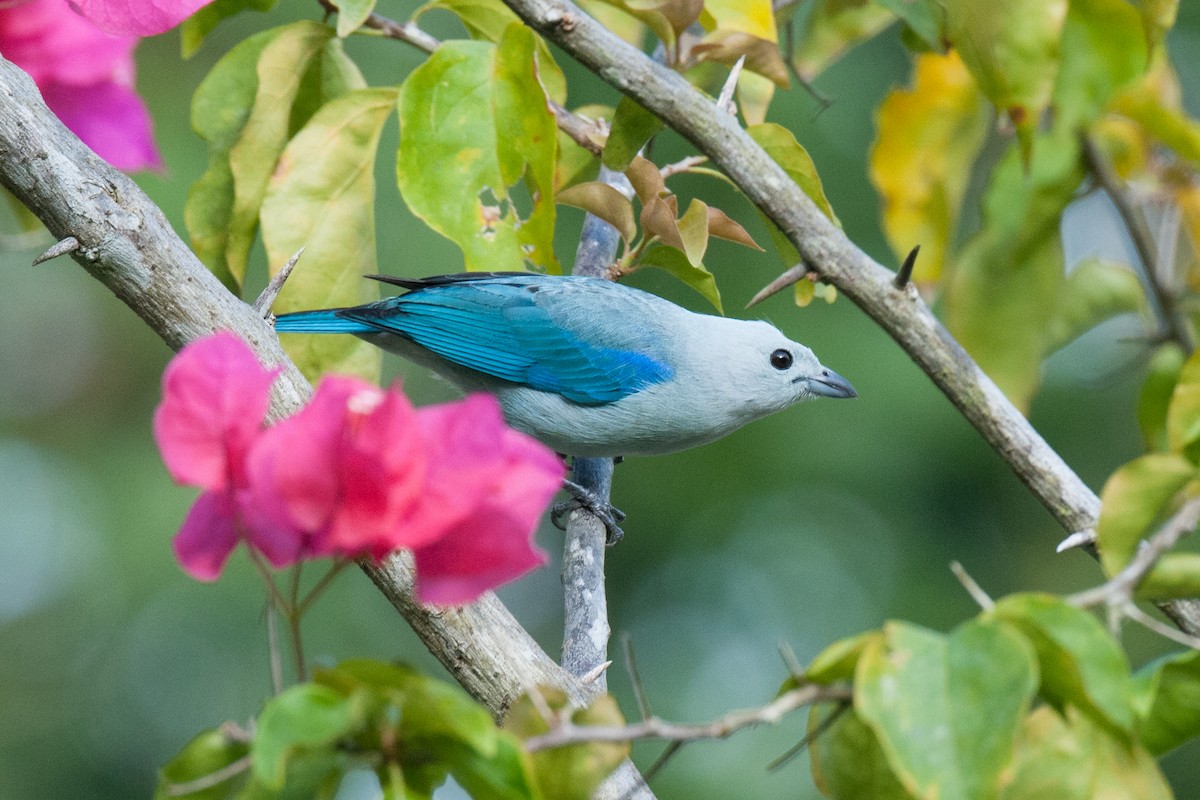 Blue-gray Tanager - ML218470091