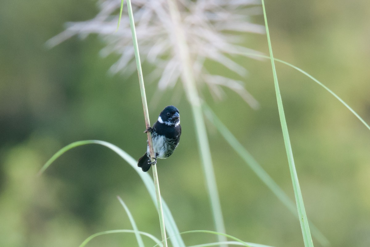 Variable Seedeater - ML218470131