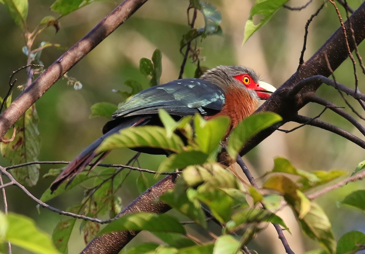 Chestnut-breasted Malkoha - ML218470541