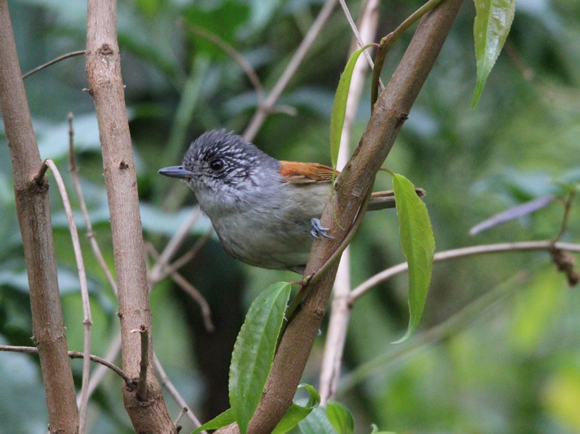 Rufous-backed Antvireo - Jose Prado