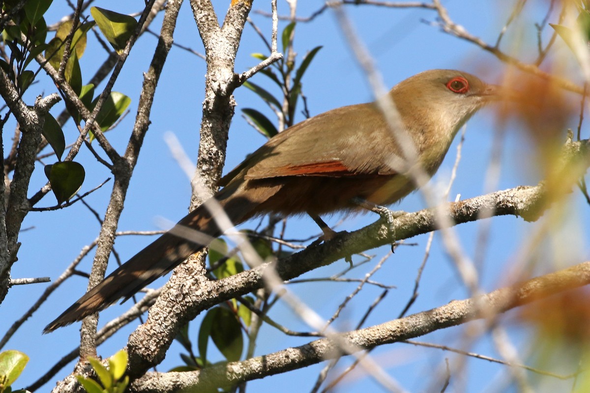 Great Lizard-Cuckoo (Cuban) - ML218470891