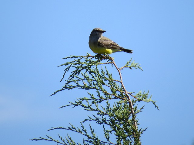 Western Kingbird - ML21847111