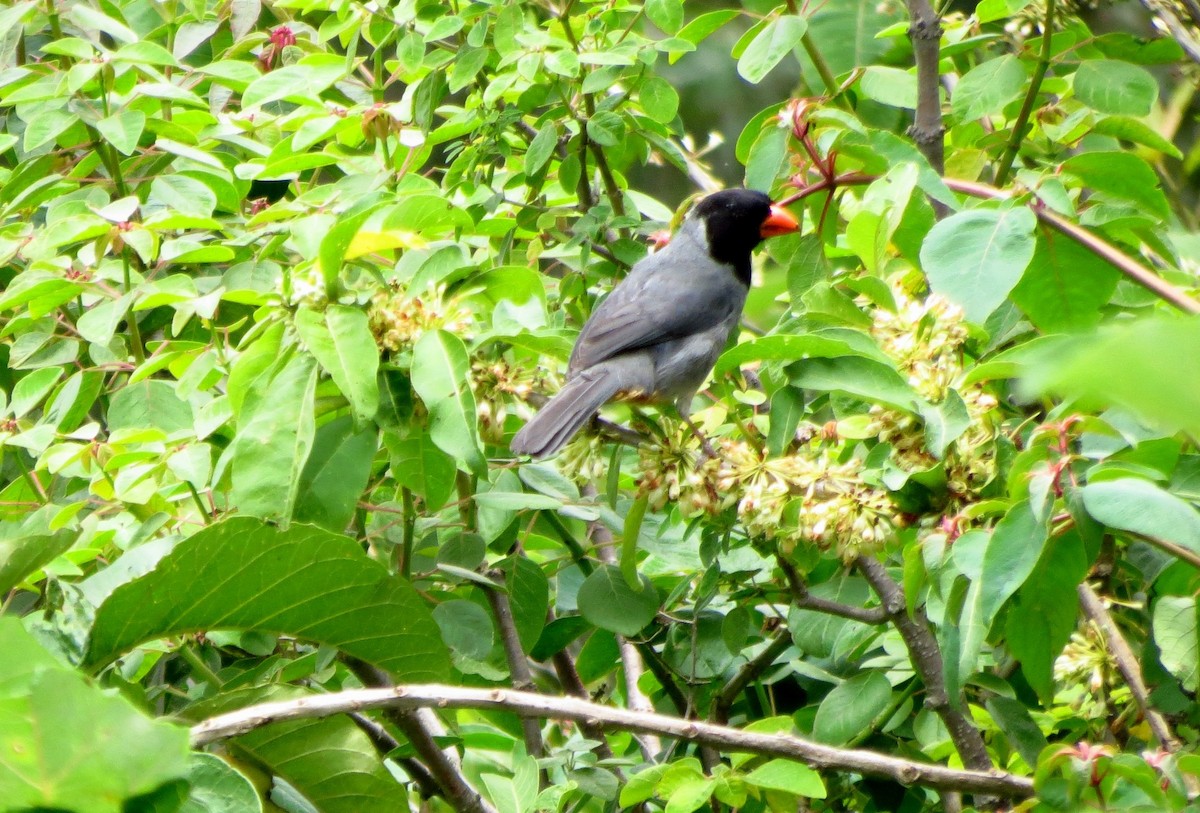 Black-cowled Saltator - ML218471391