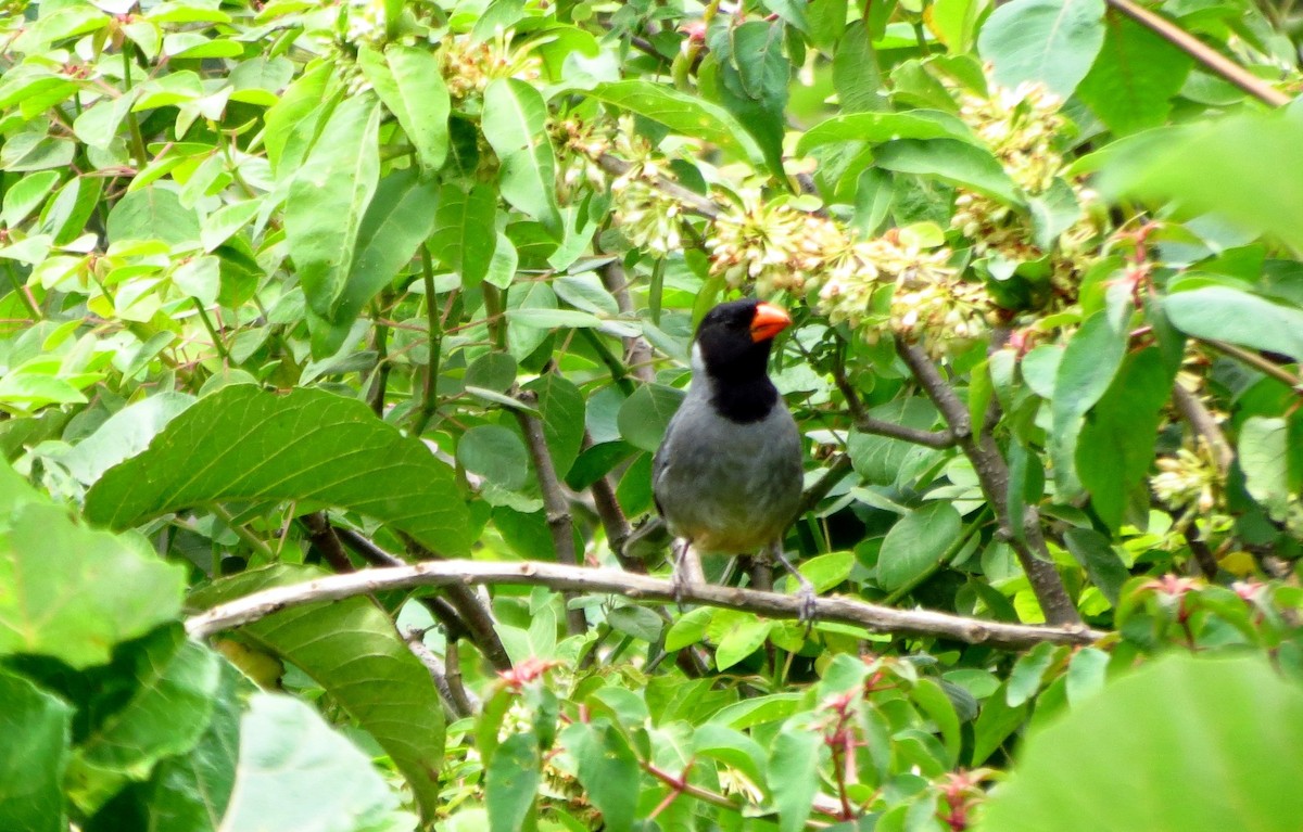 Black-cowled Saltator - ML218471411