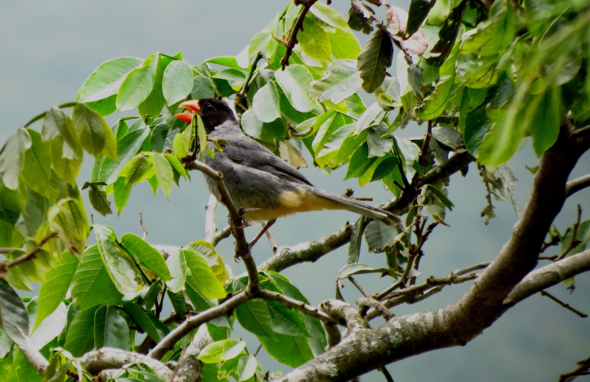 Black-cowled Saltator - ML218471451