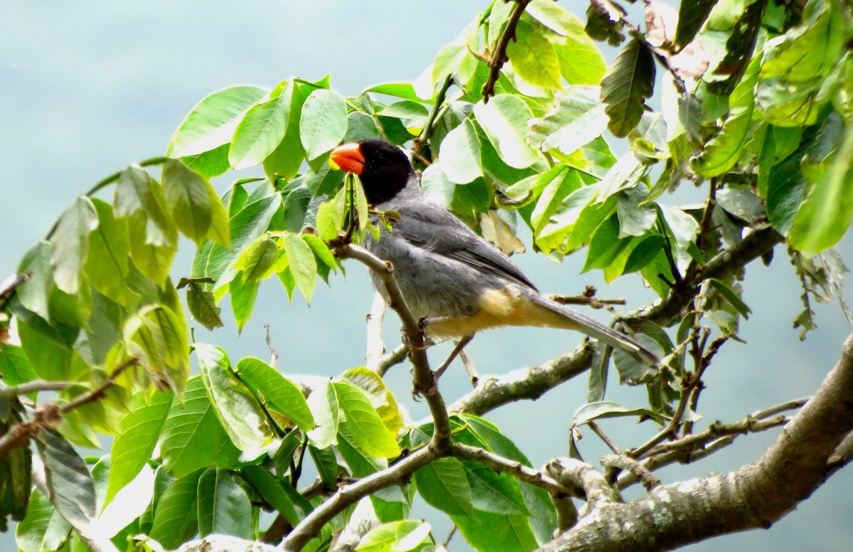 Black-cowled Saltator - ML218471461