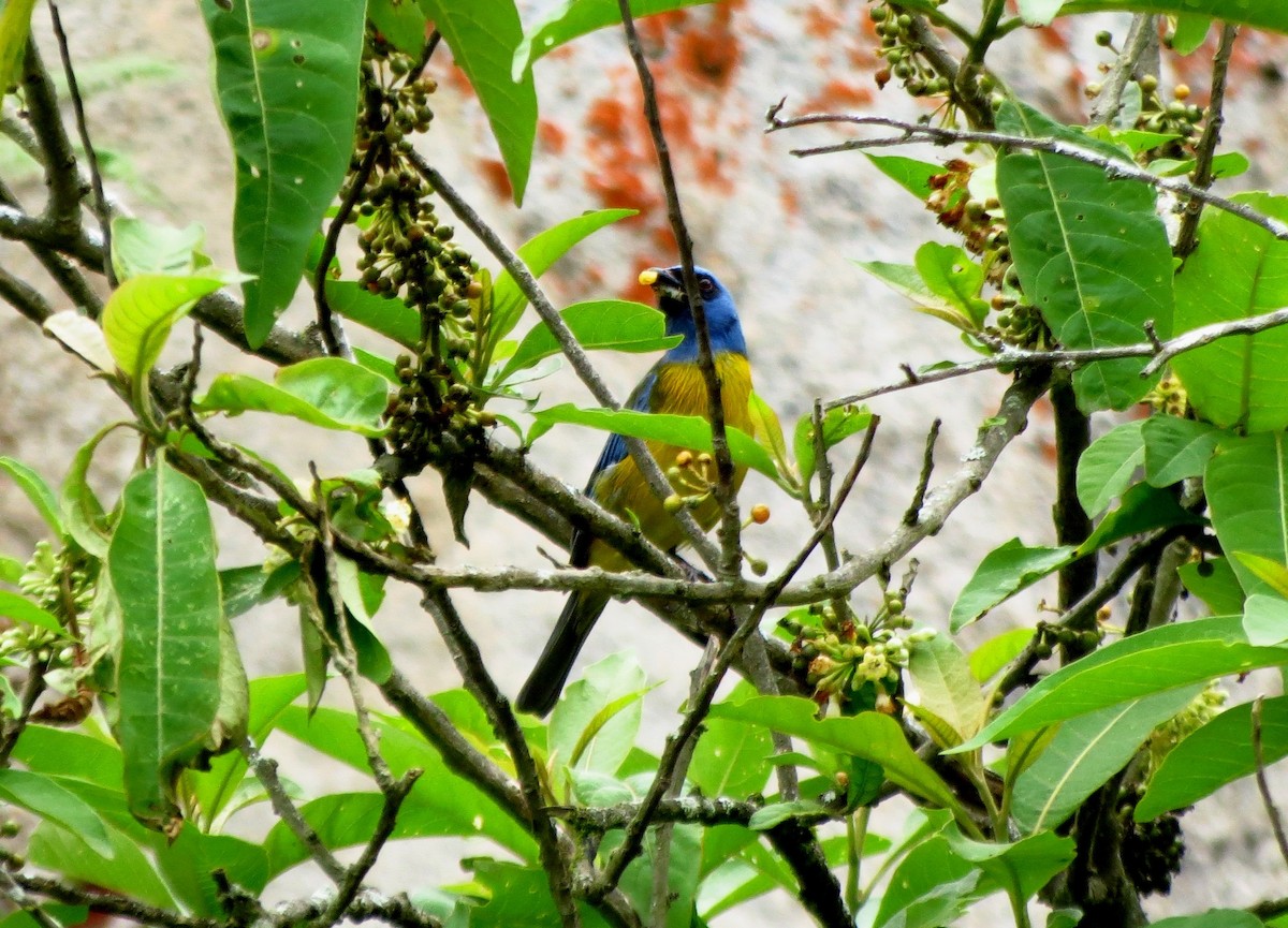 Blue-and-yellow Tanager - Fernando Angulo - CORBIDI