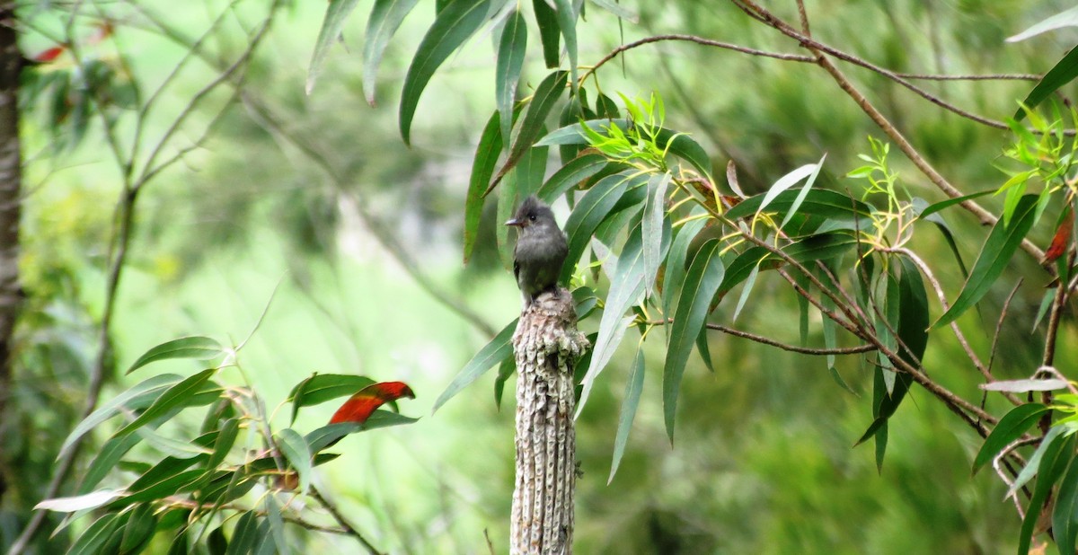 Smoke-colored Pewee - ML218472001